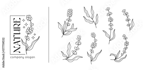 Obraz na płótnie Spring lavender branch, rustic herbs collection