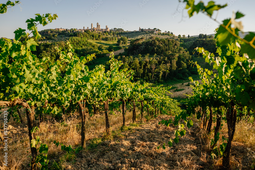 beautiful summer day on vineyards of San Gimignano in Tuscany