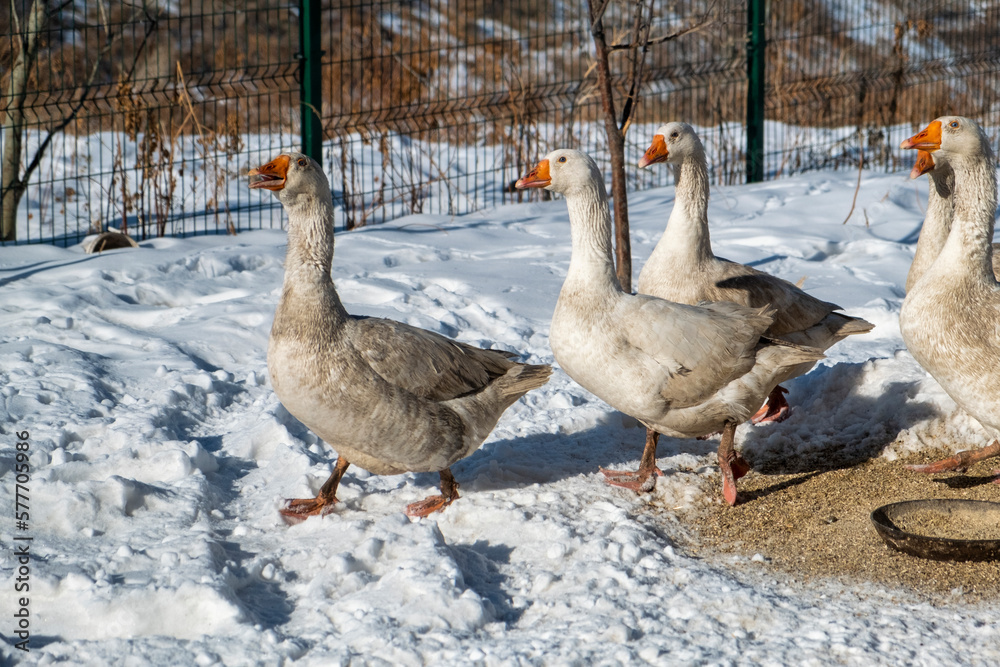 geese in snow geese in snow