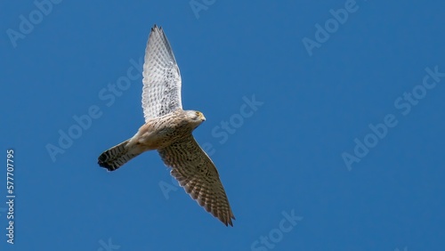 Kestrel /Falco tinnunculus