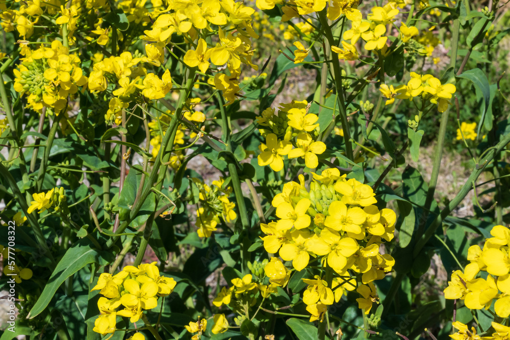 Fototapeta premium 太陽の日差しを浴びて黄色に輝く菜の花