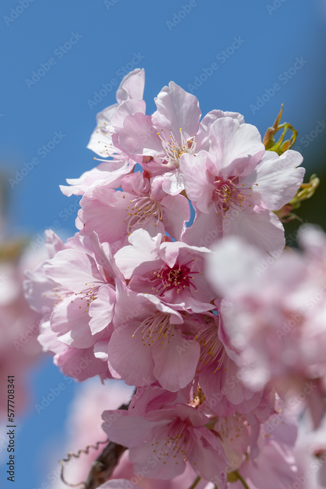 Obraz premium 春の訪れ 青空に映える満開の河津桜