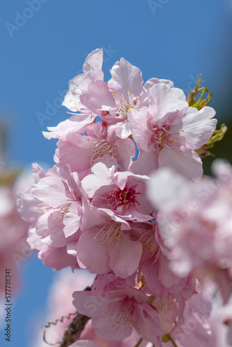 春の訪れ 青空に映える満開の河津桜