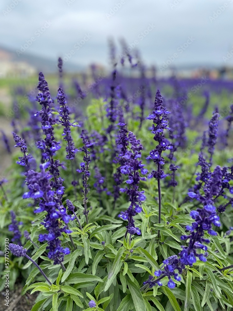 Obraz premium lavender field in region