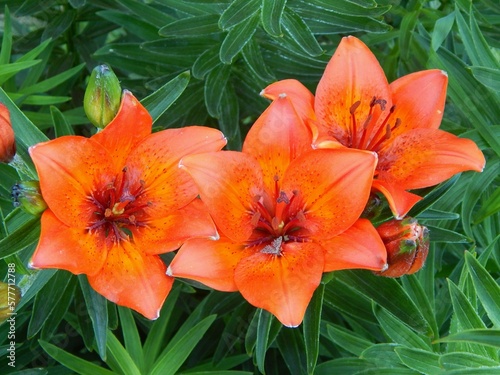 Orange lilies. Beautiful flowers in the garden