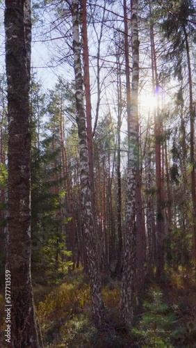 Wallpaper Mural Sun and spring forest, vertical video panorama Torontodigital.ca