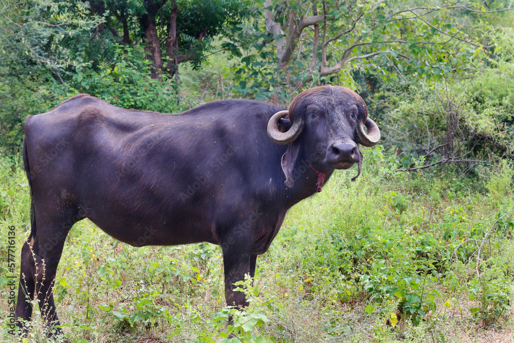The Indian buffalo known as the water buffalo or buffalo, is a large