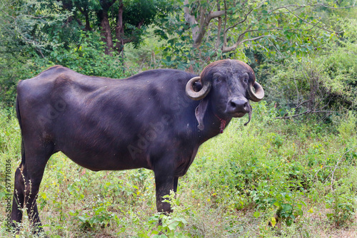 The Indian buffalo known as the water buffalo or buffalo, is a large domesticated bovine found in Asia Indian buffalo in gir national park, India. Water Buffalo is Indian subcontinent photo