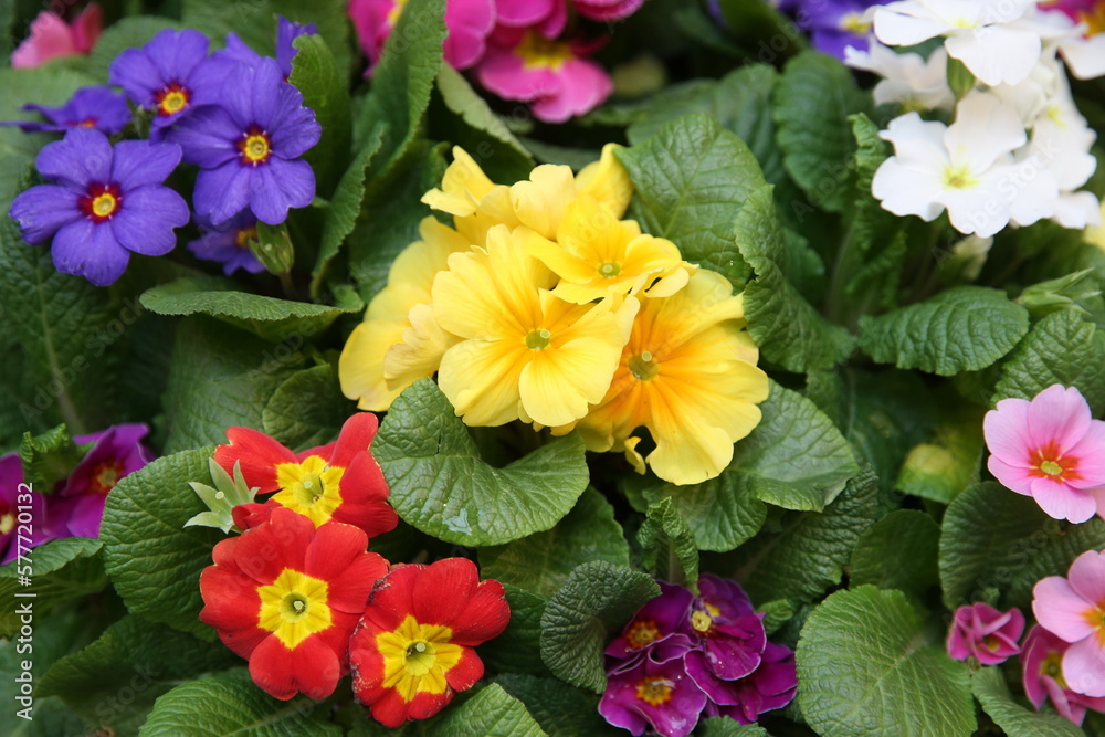 Obraz premium Spring flowers bouquet. Present, gift for March 8, International Women's Day. Floristic shop, store. Seasonal spring flowers. Spring flowers in straw basket. Springtime. Flower ornament. Plant decor