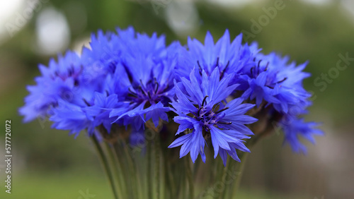 Bouquet of bright blue flowers. Blue flowers  summer field plants. Green blurred background. Beautiful flower. Background full of blue Cornflowers . Closeup Cornflower. Cornflower texture