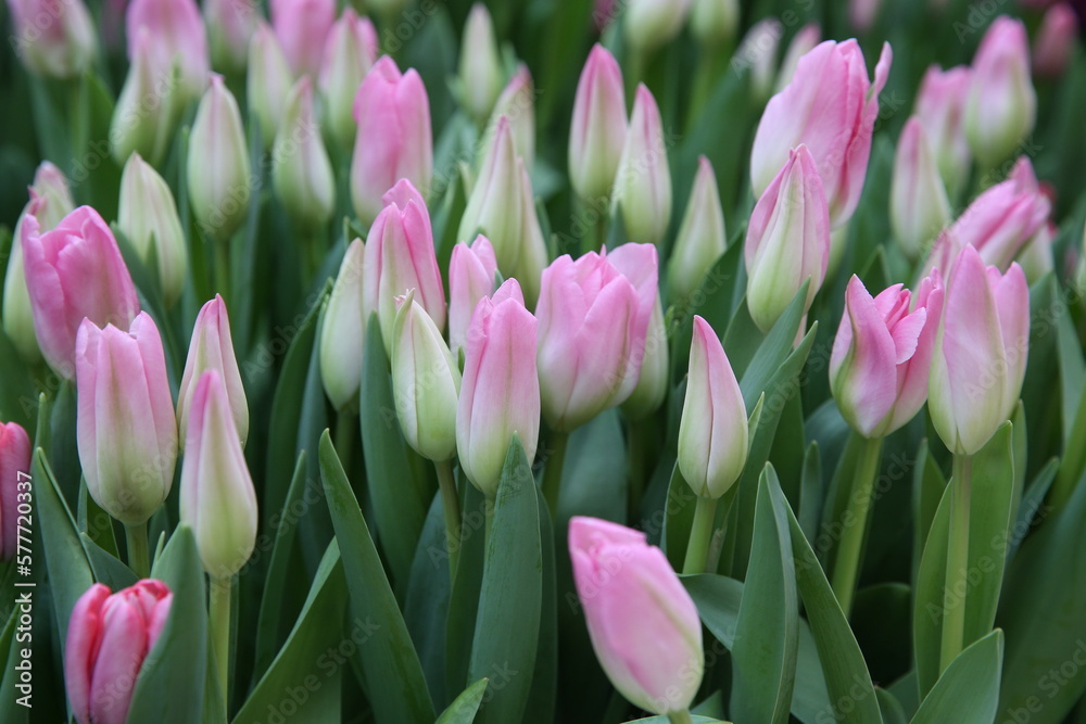 Fototapeta premium Tulip, tulips bouquet. Present for March 8, International Women's Day. Holiday decor with flowers. Bouquet with colorful tulips. Red tulip, yellow tulip. Holiday floral decor. Spring tulips, bouquet