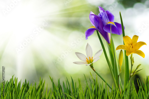 Image of beautiful flowers on a blurred green background