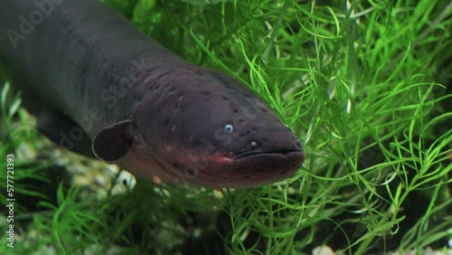 electric eel in aquarium