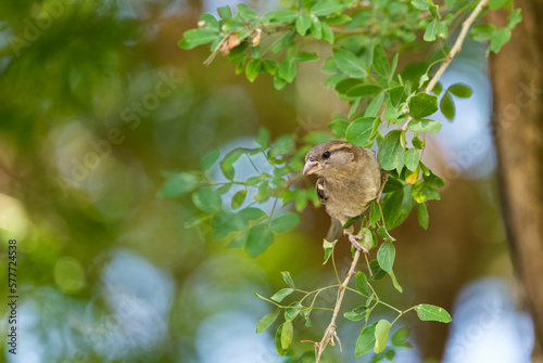 House Sparrow - Passer domesticus, common passerine bird from Worldwide gardens, fields and bushes, Panama City, Panama.