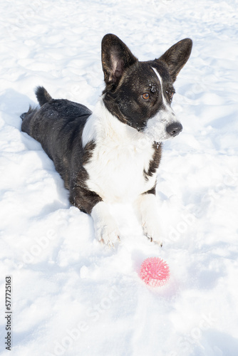 Dog. Welsh Corgi Pembroke. A thoroughbred dog with a toy