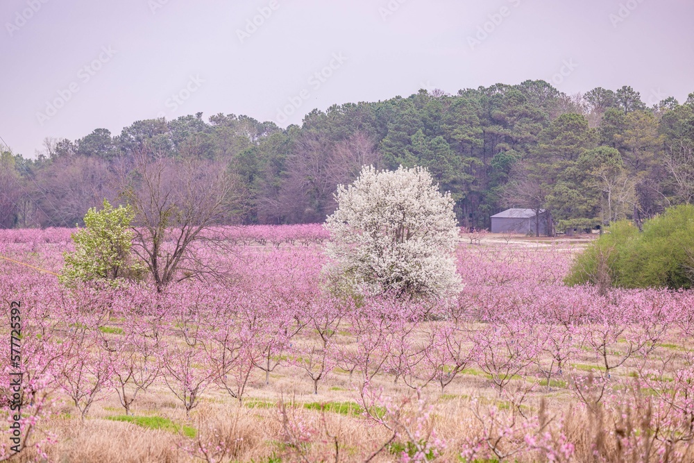flower, pink, nature, flowers, spring, blossom, plant, flora, beauty, bloom, garden, purple, closeup, tree, petal, cherry, summer, orchid, floral, macro, close-up, branch, blooming, white, beautiful flower, pink, nature, flowers, spring, blossom, plant, flora, beauty, bloom, garden, purple, closeup, tree, petal, cherry, summer, orchid, floral, macro, close-up, branch, blooming, white, beautiful