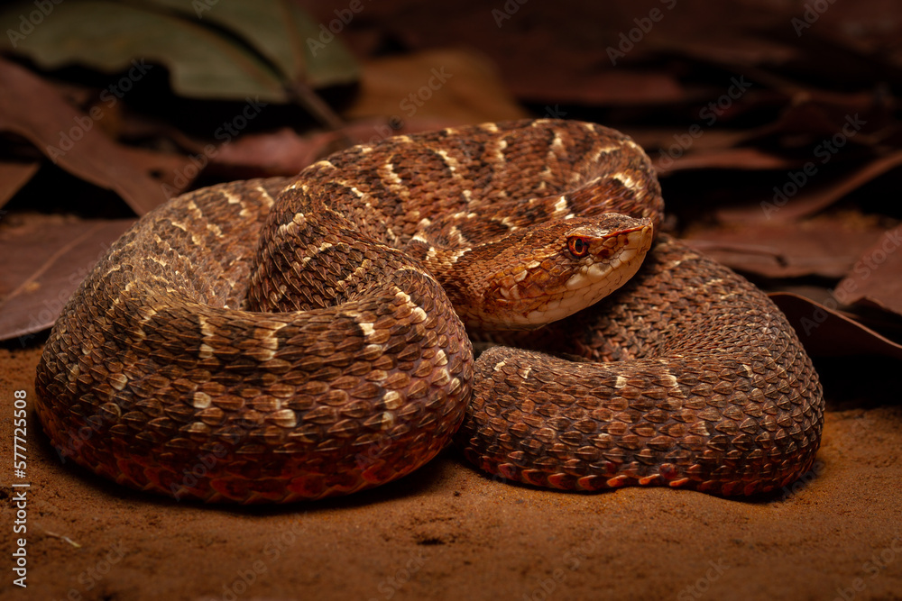 Obraz premium snake in the sand