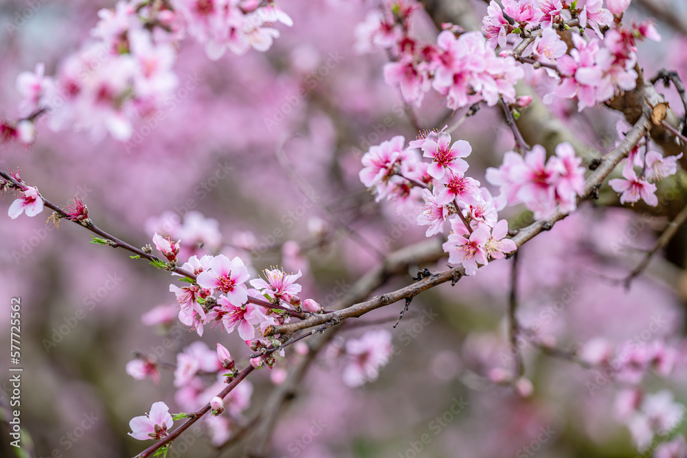 flower, pink, nature, flowers, spring, blossom, plant, flora, beauty, bloom, garden, purple, closeup, tree, petal, cherry, summer, orchid, floral, macro, close-up, branch, blooming, white, beautiful flower, pink, nature, flowers, spring, blossom, plant, flora, beauty, bloom, garden, purple, closeup, tree, petal, cherry, summer, orchid, floral, macro, close-up, branch, blooming, white, beautiful