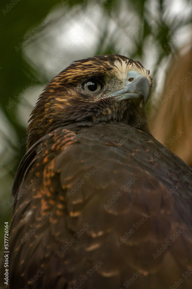Fototapeta premium close up of an eagle