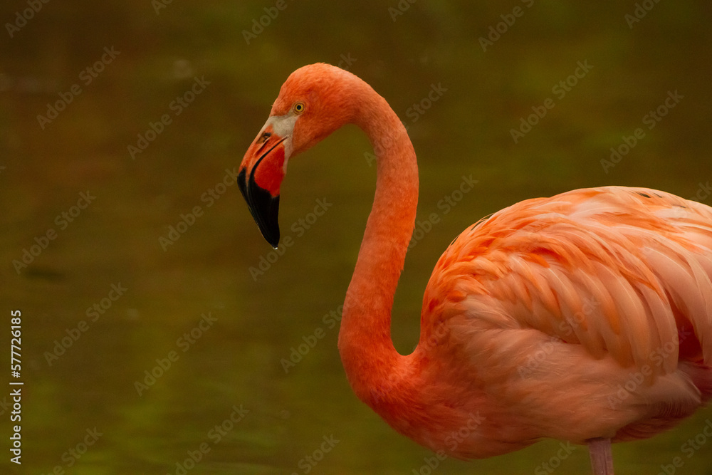 Fototapeta premium close up of a pink flamingo