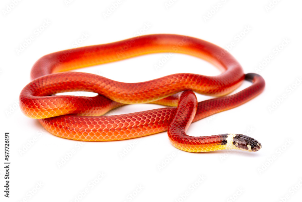 Naklejka premium close up of a red snake on white background