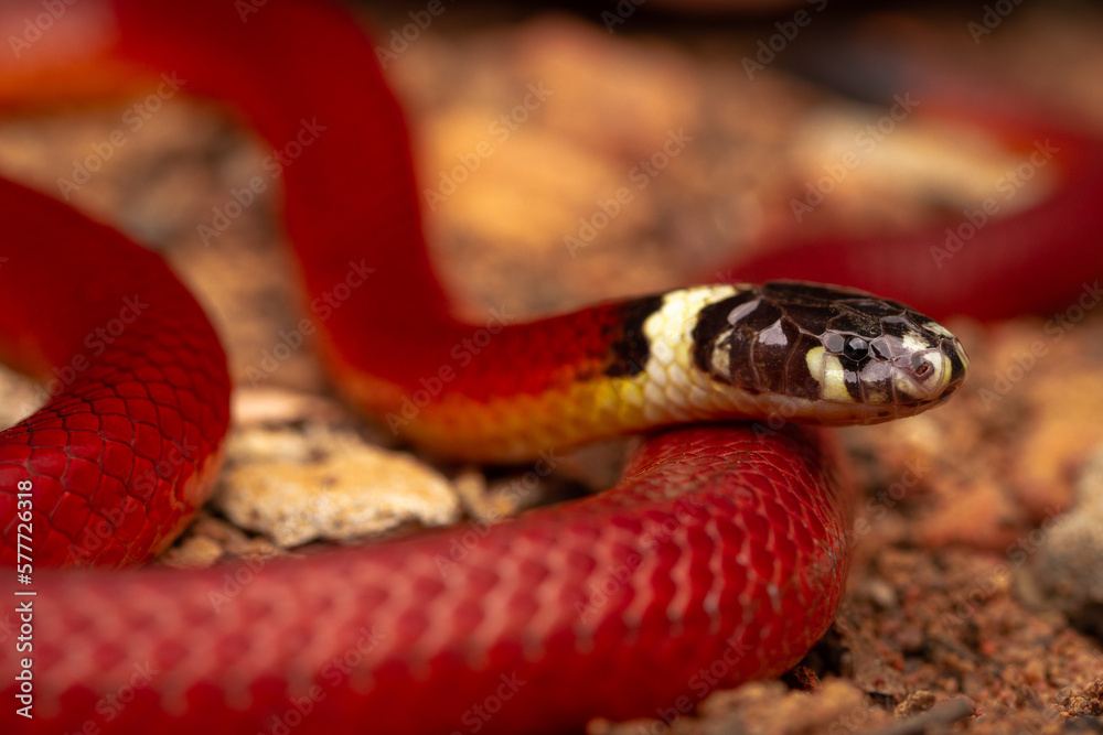 Obraz premium snake in the garden