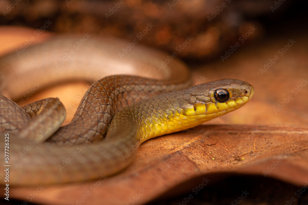 Obraz premium close up of a snake