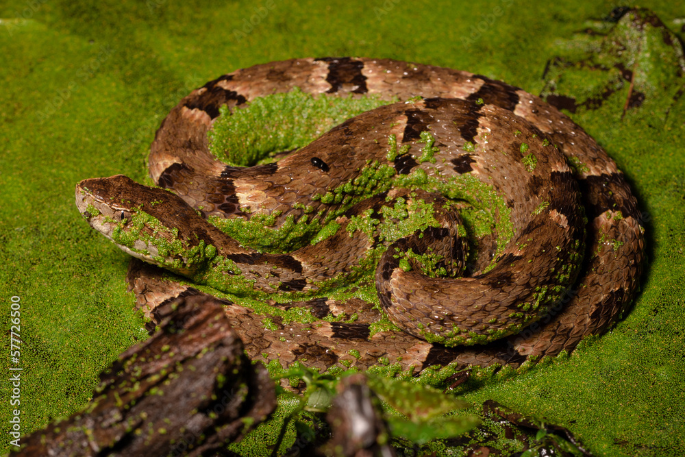 Obraz premium snake in the grass