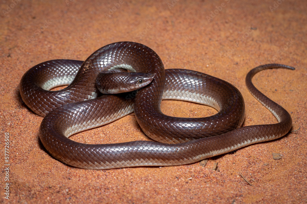 black nosed snake on sand