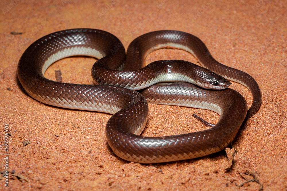 black nosed snake on sand black nosed snake on sand