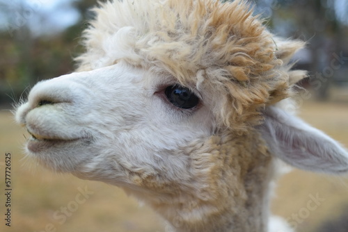 The black and clear eyes of an alpaca with white fur