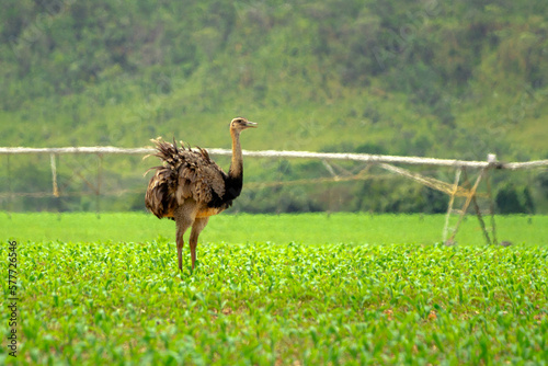 ostrich in the field