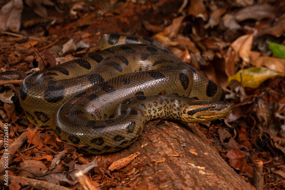 Obraz premium green anaconda sucuri