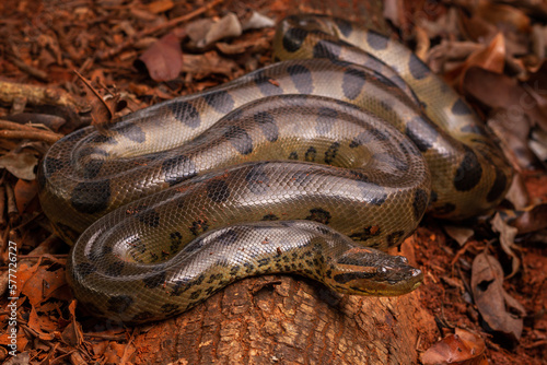 green anaconda sucuri