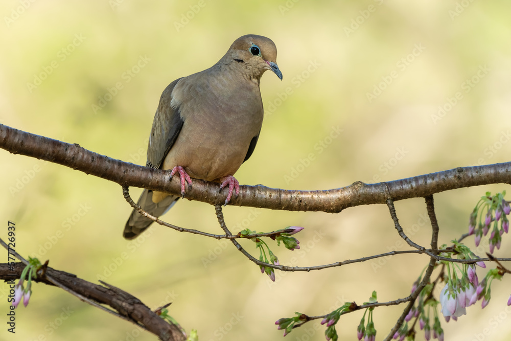 Dove perched on branch of wild cherry tree Dove perched on branch of wild cherry tree