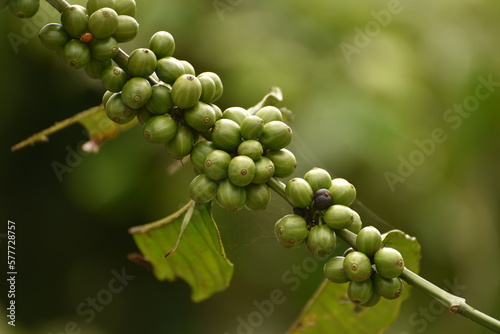 Coffea canephora or Coffea robusta, commonly known as robusta coffee is a species of coffee that has it is a species of flowering plant in the family Rubiaceae photo