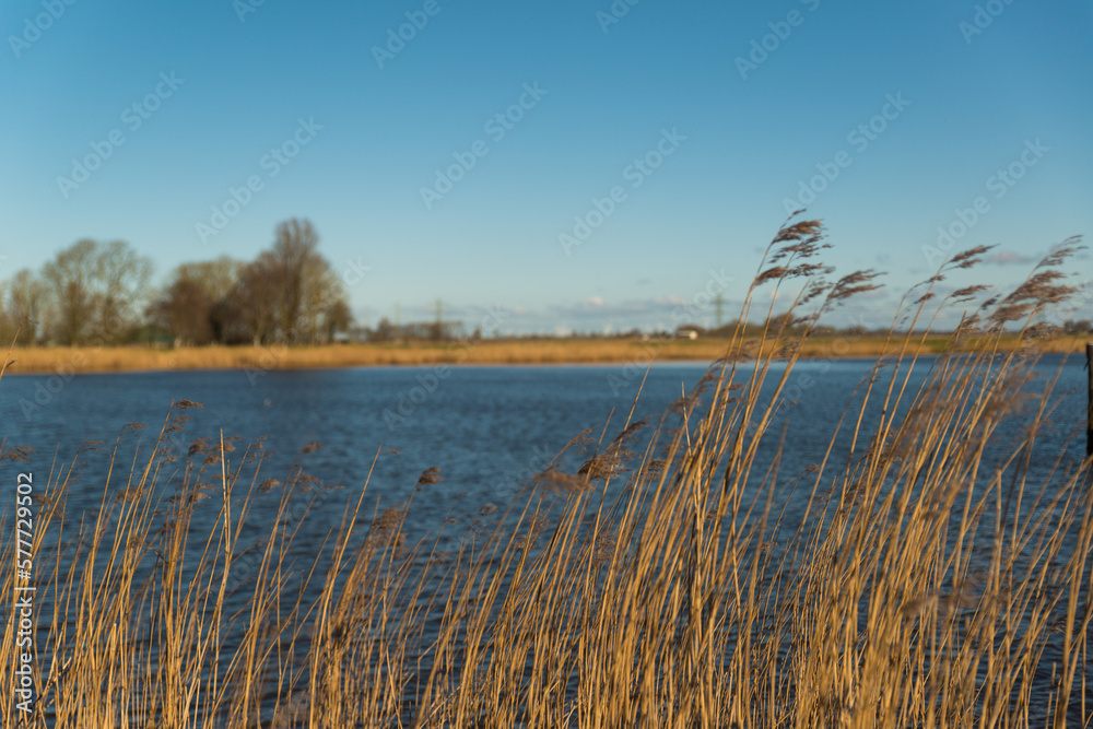 Fluss Eider bei blauem Himmel mit Gräsern im Vordergrund