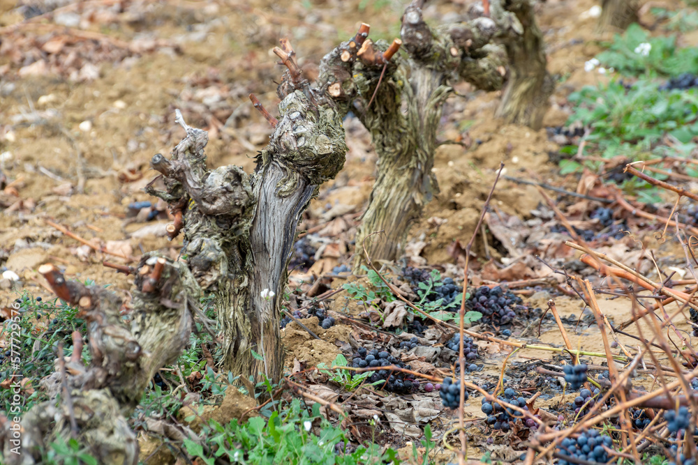 Fototapeta premium Ripe and dry bunches of red tempranillo grapes after harvest, vineyards of La Rioja wine region in Spain, Rioja Alavesa in winter