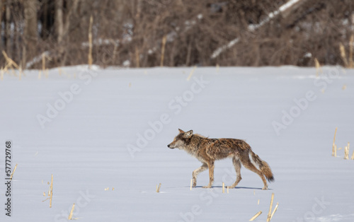 A mangy looking coyote walking and hunting through a snow covered farm field in Canada