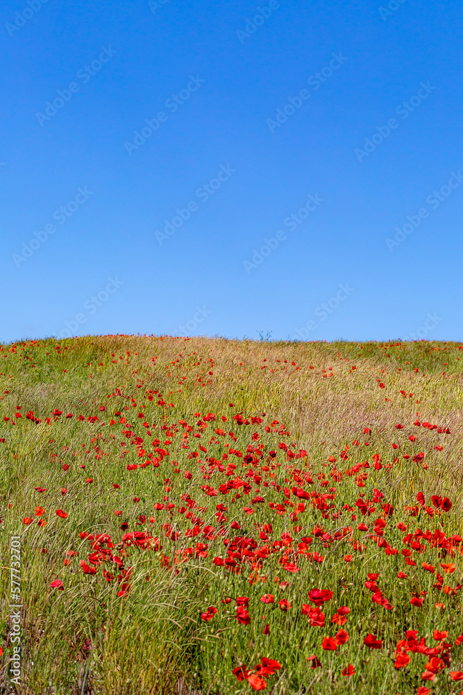 Poppies growing in the South Downs on a sunny summer's day