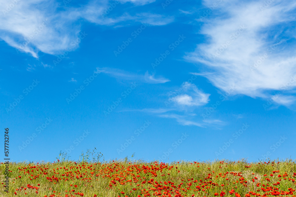 Poppies growing in the South Downs on a sunny summer's day