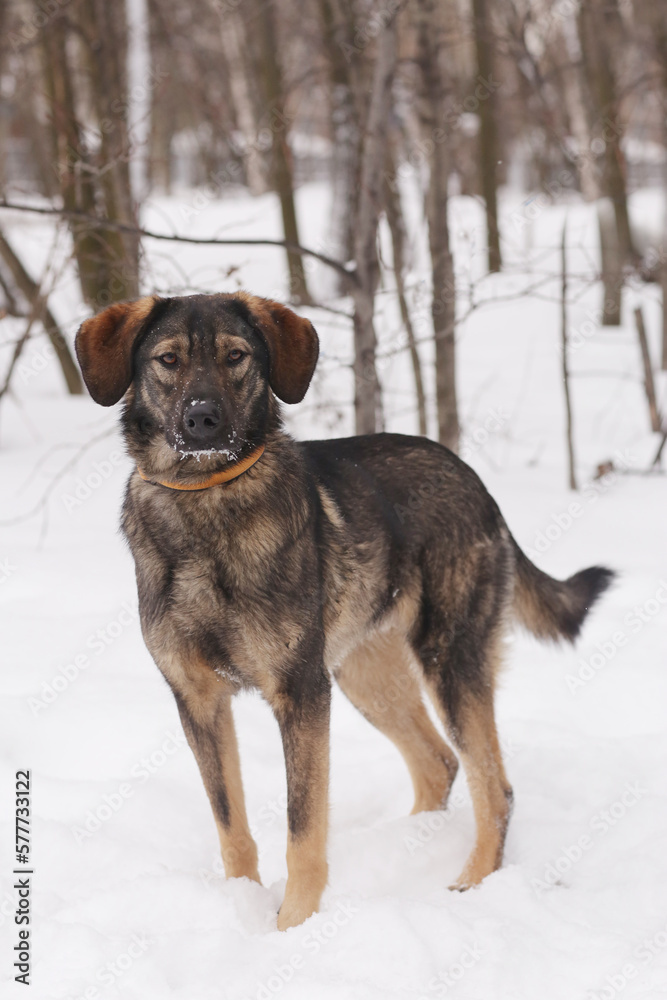 shepherd dog puppy full body portrait on white snow background shepherd dog puppy full body portrait on white snow background