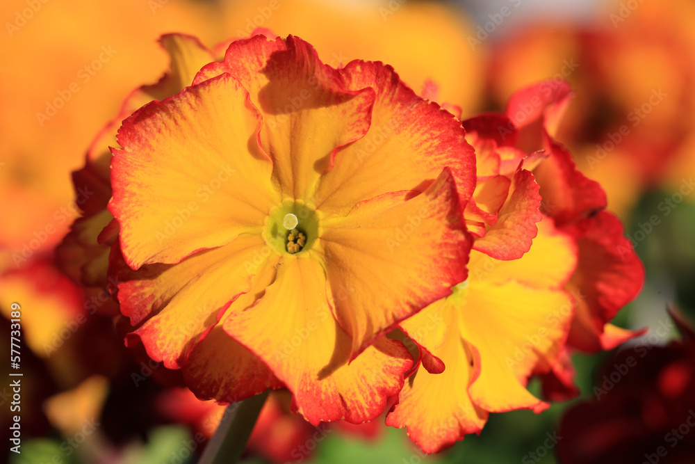 Beautiful blooming primrose in sunny March Beautiful blooming primrose in sunny March