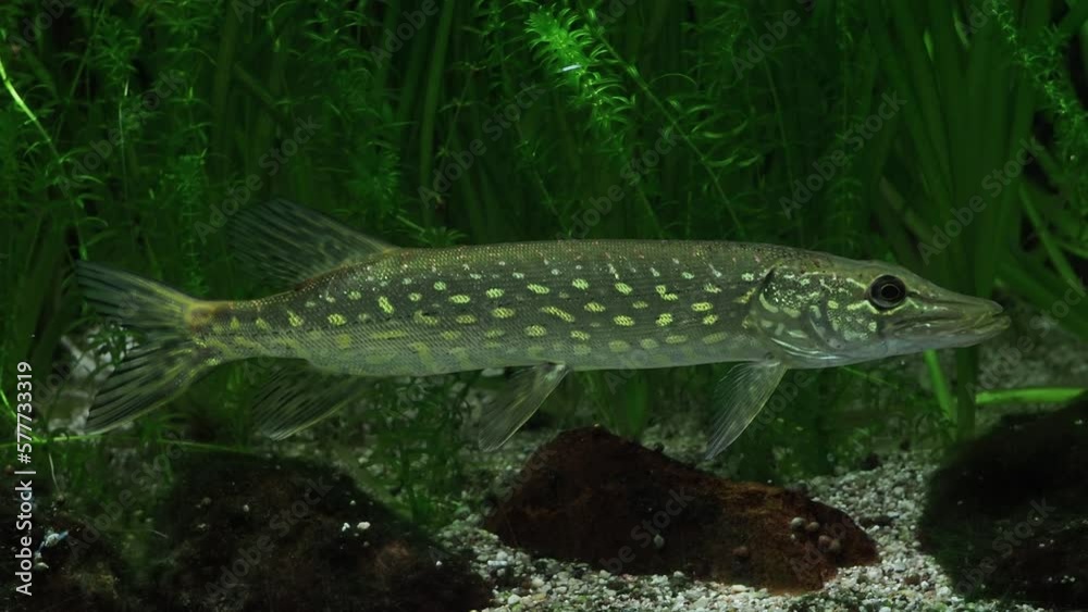 pike fish in the algae pike fish in the algae