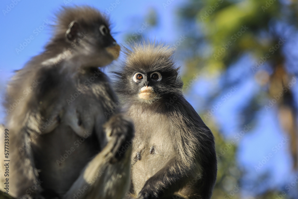 Funny and Cute Dusky Langur Monkey on the Roof, Thailand Funny and Cute Dusky Langur Monkey on the Roof, Thailand