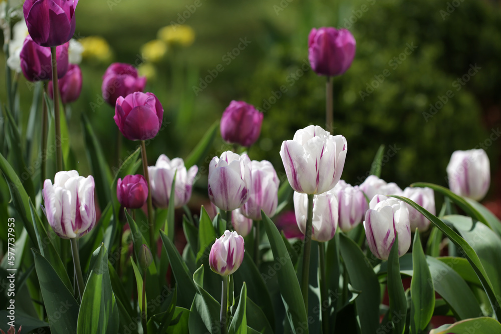 tulips in the garden