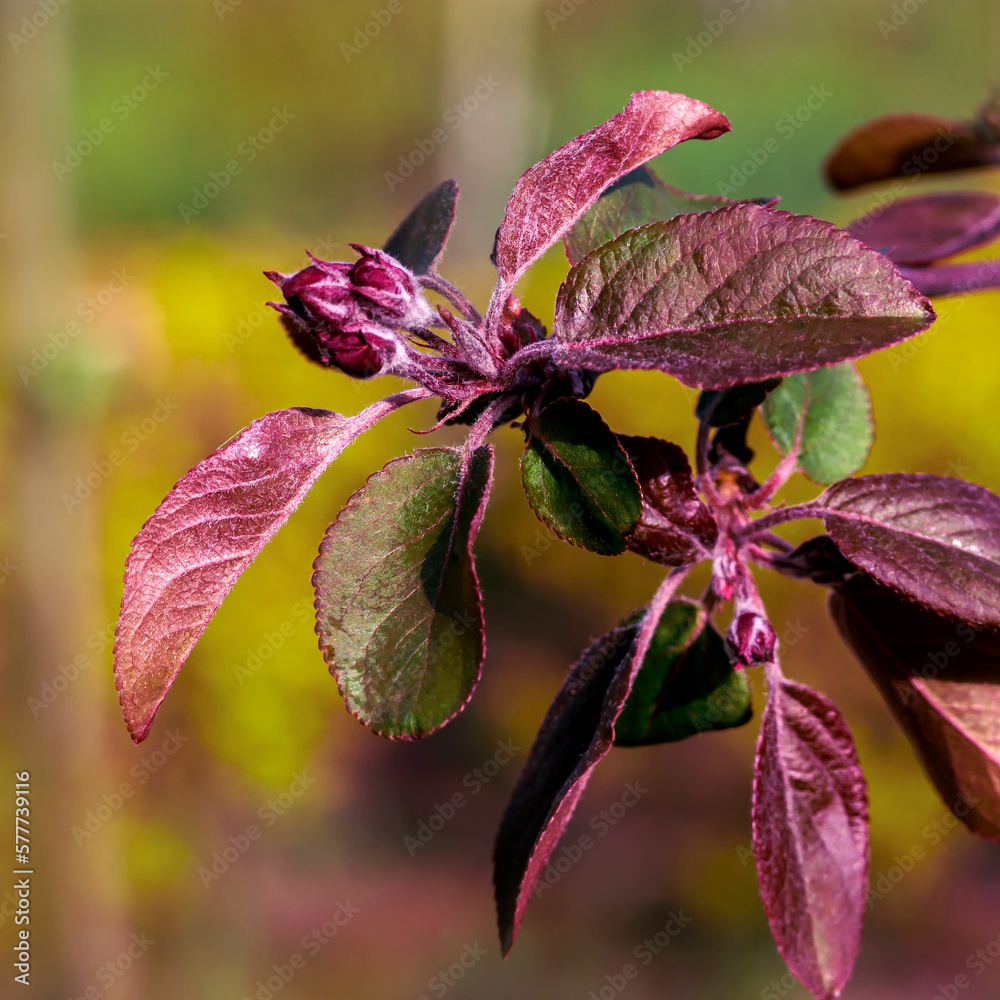 Young blossoming branches of an ornamental apple tree with delicate leaves and buds. Young blossoming branches of an ornamental apple tree with delicate leaves and buds.