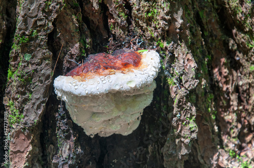 red belted conk mushroom on a coniferous tree