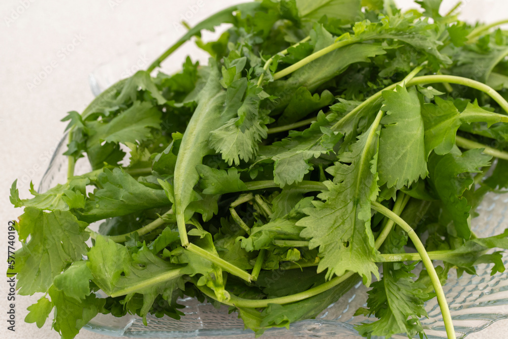 Vegetarian diet or green nutrition concept.Cress plant. Vegetarian diet or green nutrition concept.Cress plant.