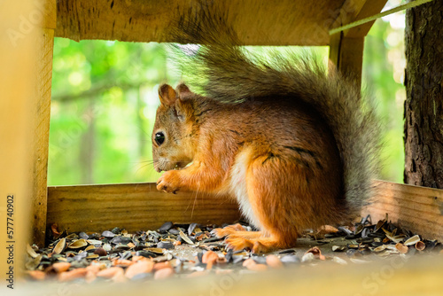 Squirrel in the birdhouse